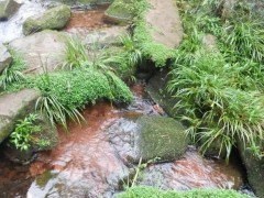 認(rèn)識(shí)中草藥：告訴你民間良藥“石菖蒲”的妙用！