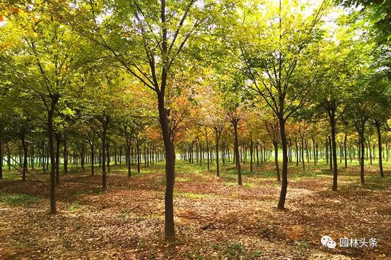 北方種植樹(shù)適合流蘇樹(shù)嗎_流蘇樹(shù)適合北方種植嗎_北方適宜樹(shù)種