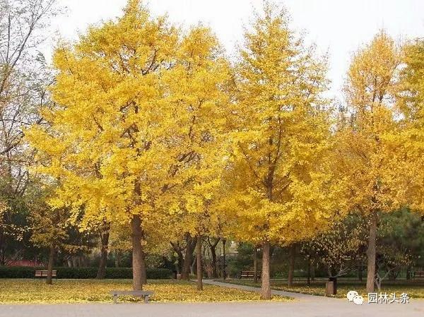 北方適宜樹(shù)種_北方種植樹(shù)適合流蘇樹(shù)嗎_流蘇樹(shù)適合北方種植嗎