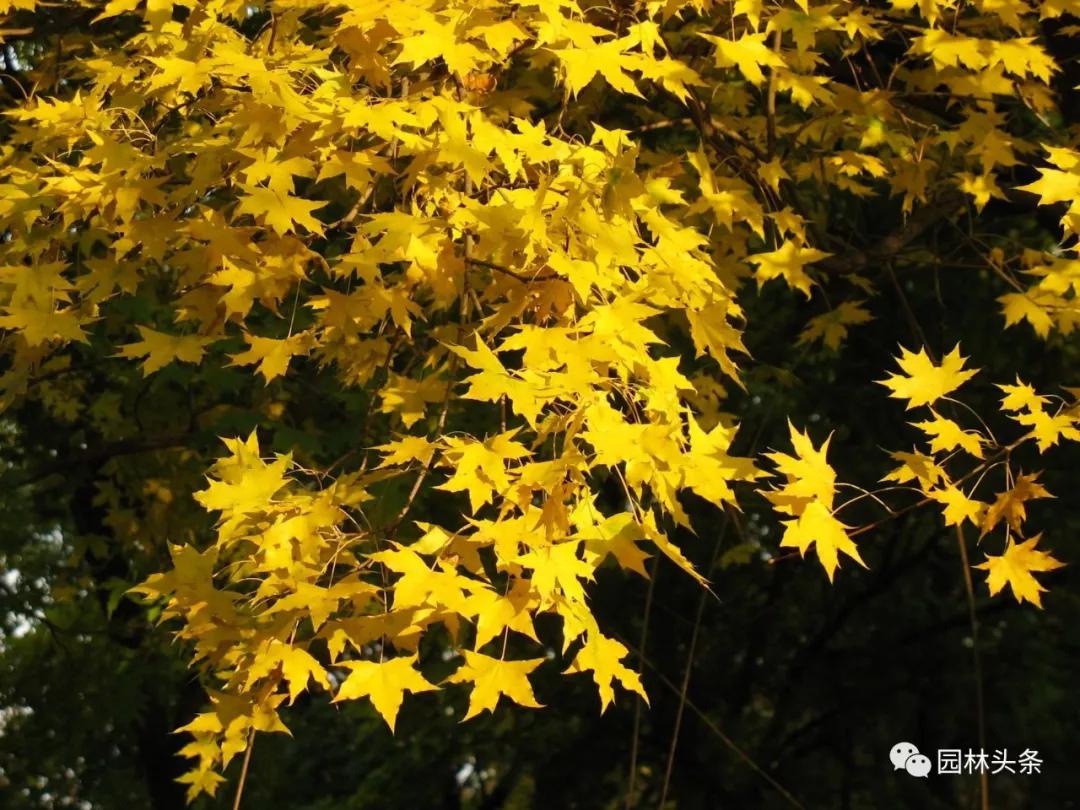 北方種植樹(shù)適合流蘇樹(shù)嗎_流蘇樹(shù)適合北方種植嗎_北方適宜樹(shù)種