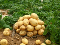 土豆的種植時間一般是在幾月？種植方法有哪些？