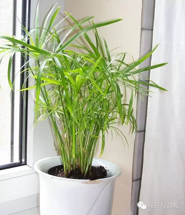 室內(nèi)常用綠植_常用室內(nèi)綠植有哪些_常用室內(nèi)綠植品種