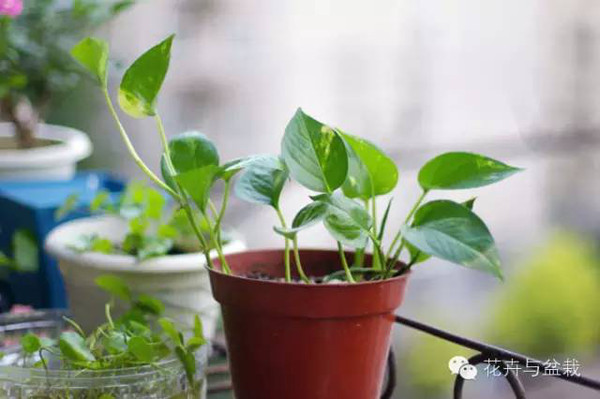 常用室內(nèi)綠植品種_常用室內(nèi)綠植有哪些_室內(nèi)常用綠植