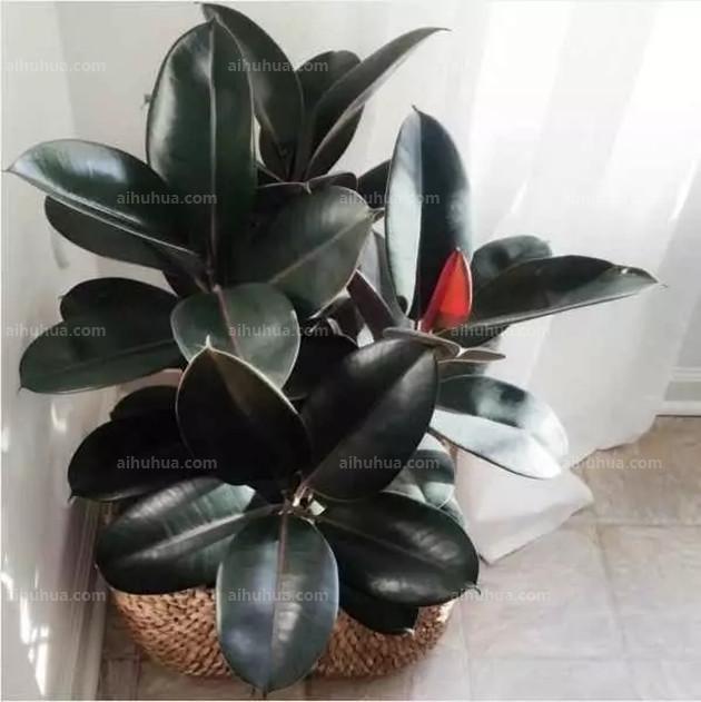 室內(nèi)綠植適合什么肥料_適合室內(nèi)綠植_室內(nèi)綠植適合栽什么