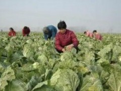 立秋后種這7種蔬菜，好管理宜儲存，能吃到春節(jié)后