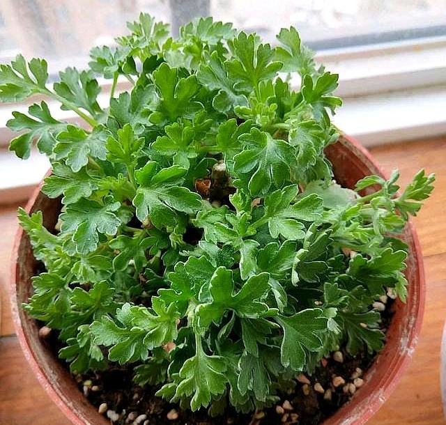 菊花種植時(shí)候好種嗎_菊花什么時(shí)候種植最好_菊花種植時(shí)候好養(yǎng)嗎