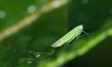如何檢測茶葉農(nóng)藥殘留_茶葉農(nóng)藥殘留檢測方法_茶葉的農(nóng)藥殘留多嗎