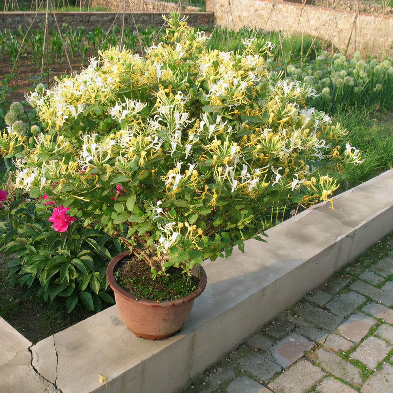 家里養(yǎng)什么綠植對身體好_綠植養(yǎng)家里有什么作用_養(yǎng)綠植給身心帶來的好處
