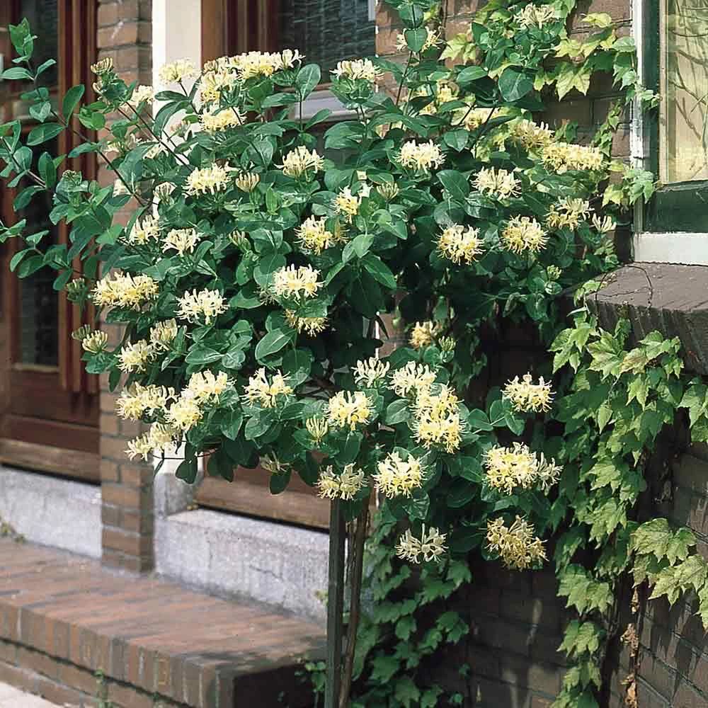 綠植養(yǎng)家里有什么作用_家里養(yǎng)什么綠植對身體好_養(yǎng)綠植給身心帶來的好處