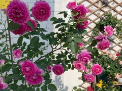 鮮花家里放，花旺人更旺，6種“漂亮花”，越養(yǎng)“家越旺”